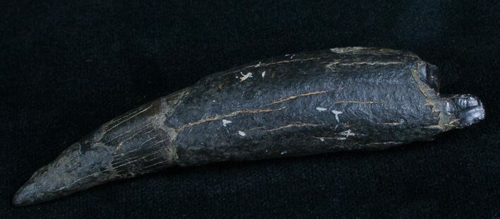 Fossil Sperm Whale Tooth - Georgia #6474